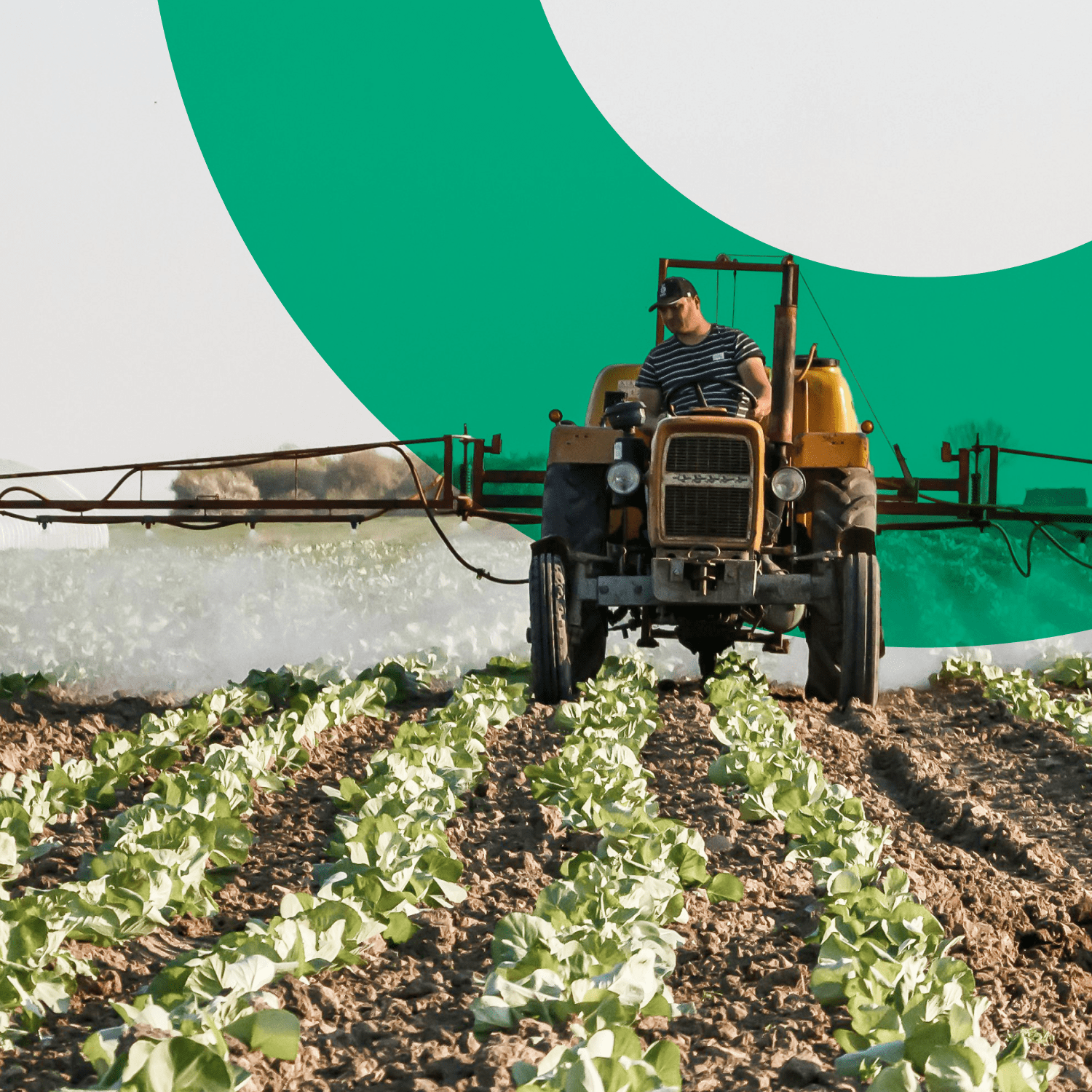 A tractor treating a field of crops